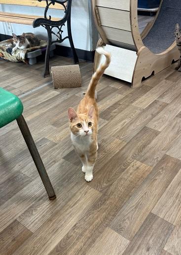 Kitten 27406 (Jonah)