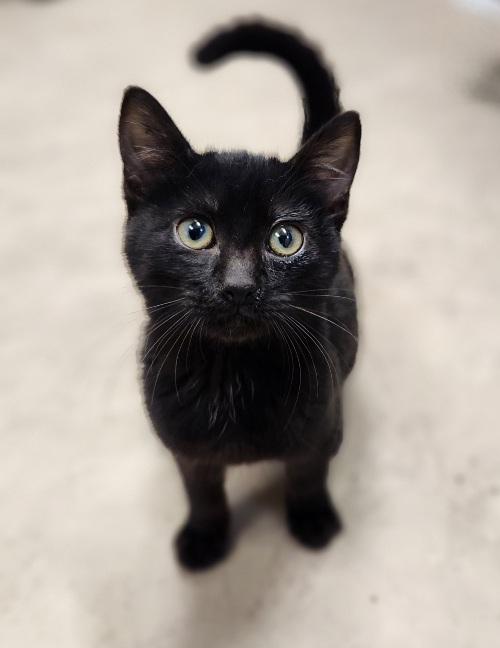 Kitten 27506 (Wednesday)