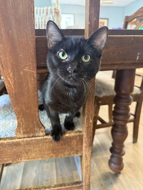 Kitten 27506 (Wednesday)