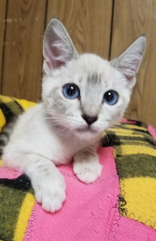 Kitten 17307 Kitten 17307