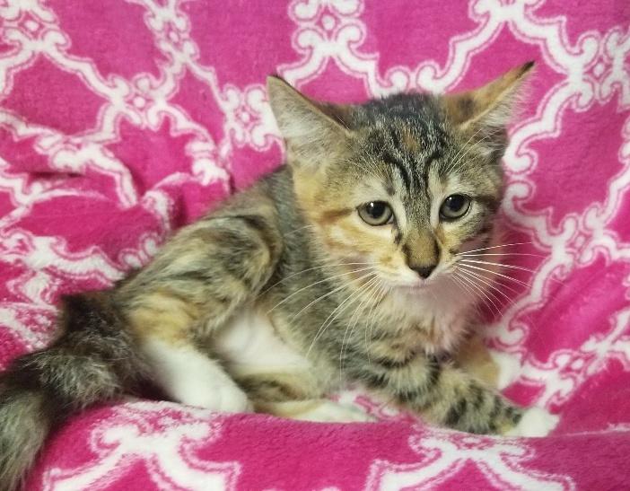 Kitten 18607 Kitten 18607