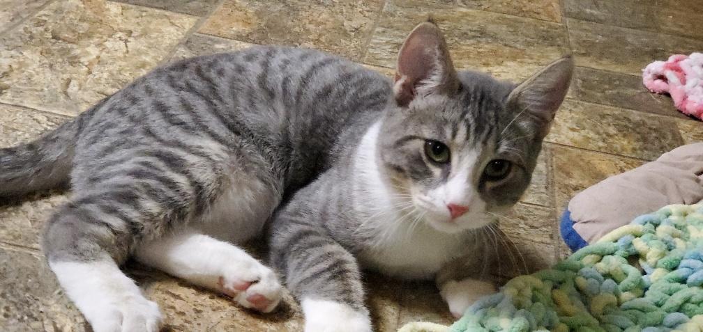 Kitten 20507 Kitten 20507