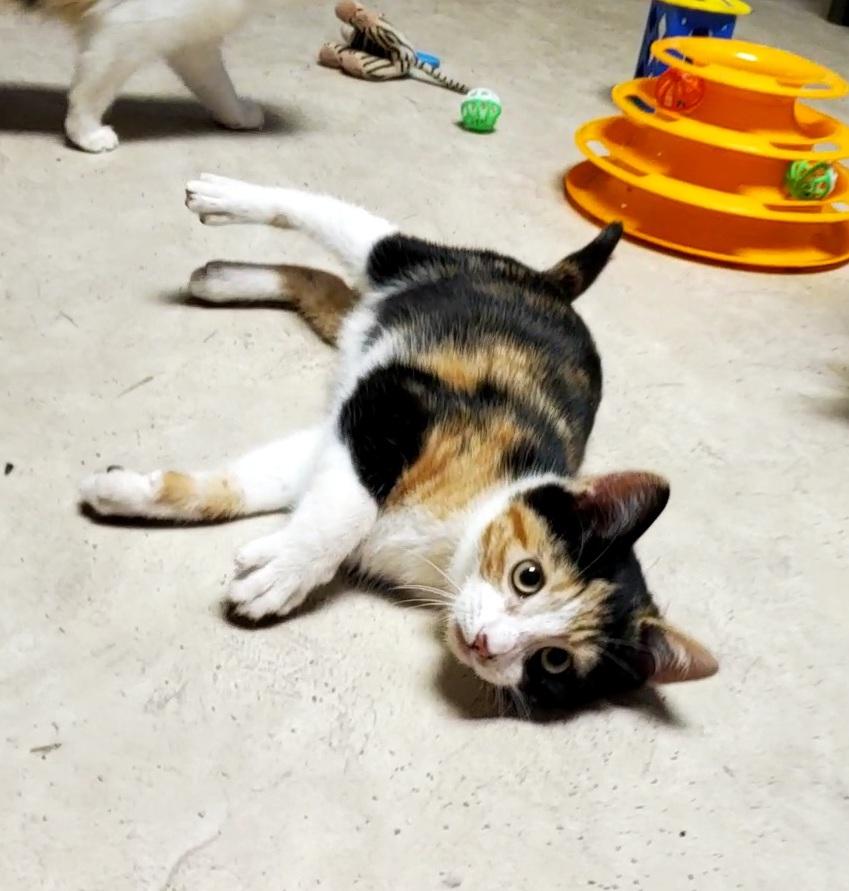 Kitten 22607 (Alamosa) Kitten 22607 (Alamosa)