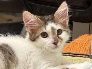 Willow Willow