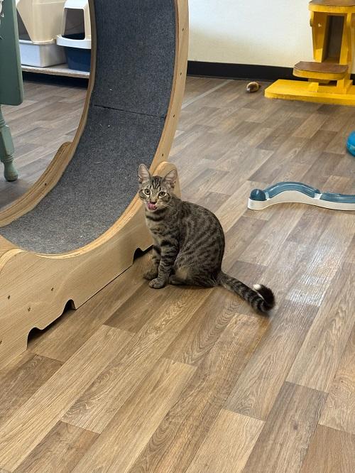 Kitten 27407 (Tiger)