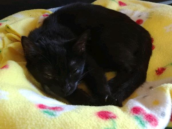 Cat 17008 Cat 17008