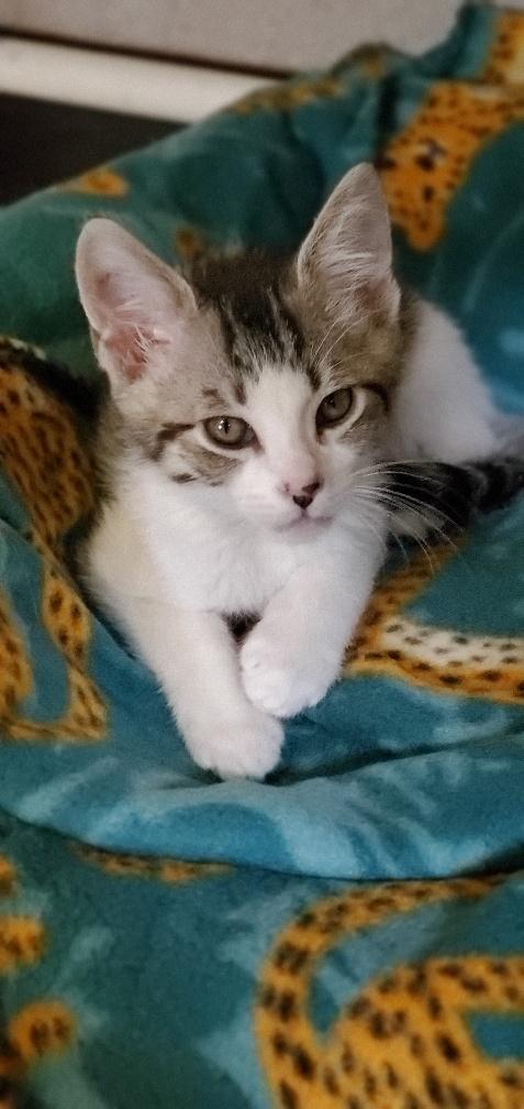 Kitten 19908 Kitten 19908