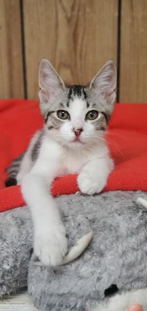 Kitten 19908 ( Banchi) Kitten 19908 ( Banchi)