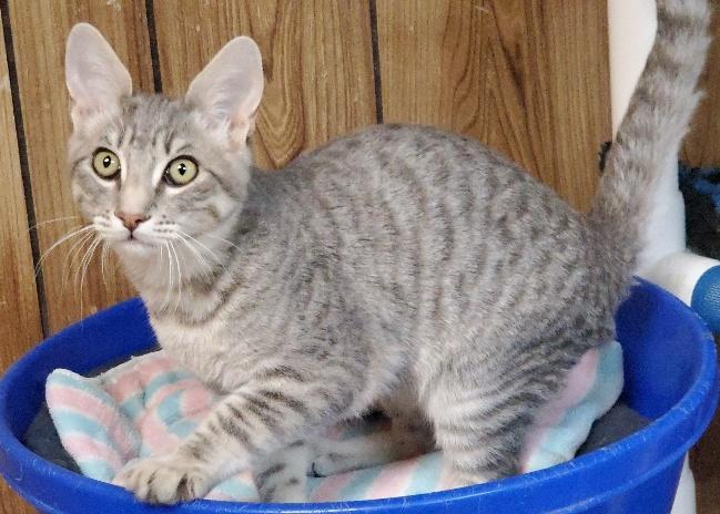 Kitten 21708 (Mickey) Kitten 21708 (Mickey)