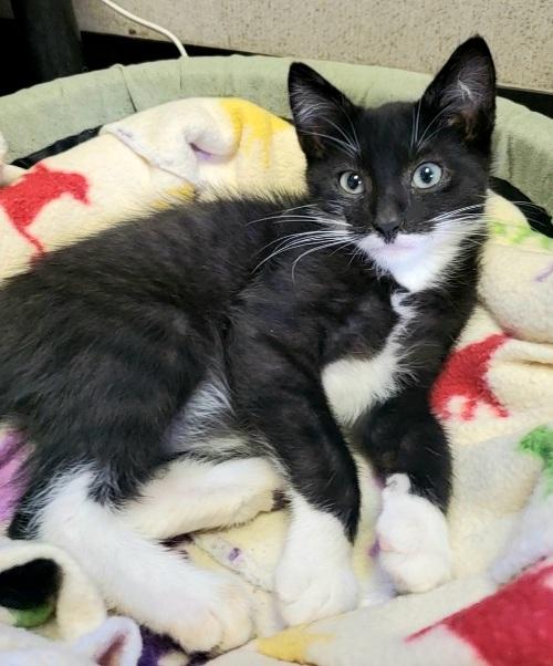 Kitten 22608 (Keystone) Kitten 22608 (Keystone)