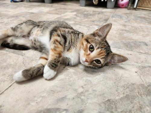Kitten 27108 (Kailani)