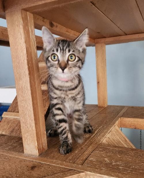 Kitten 27308 (Kiwi) Kitten 27308 (Kiwi)