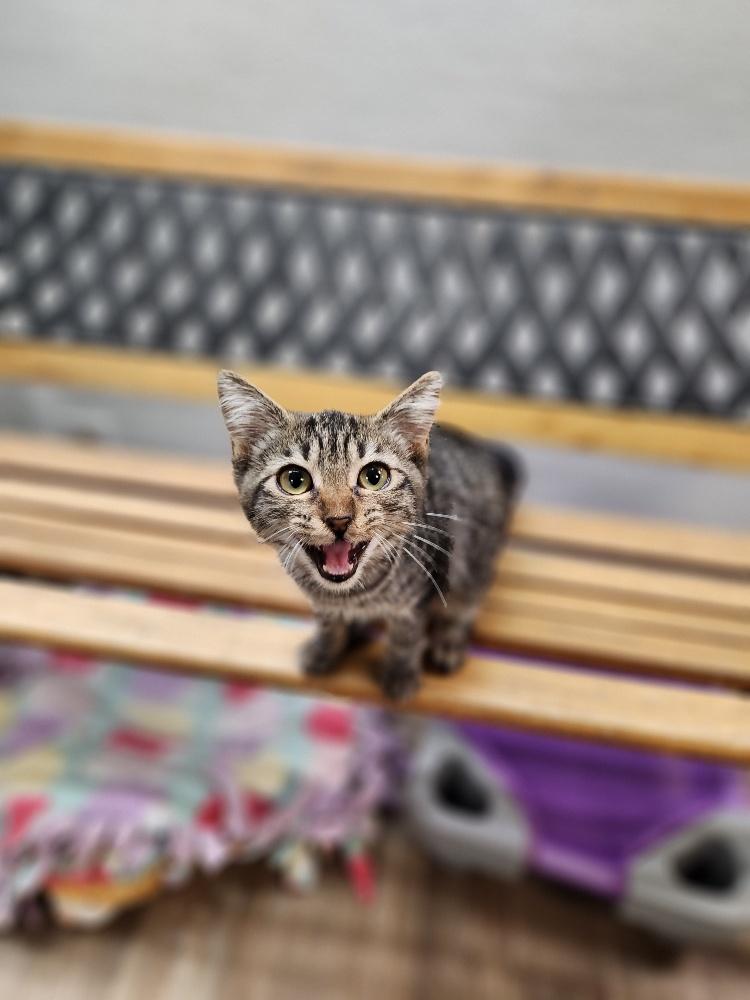 Kitten 27308 (Kiwi) Kitten 27308 (Kiwi)