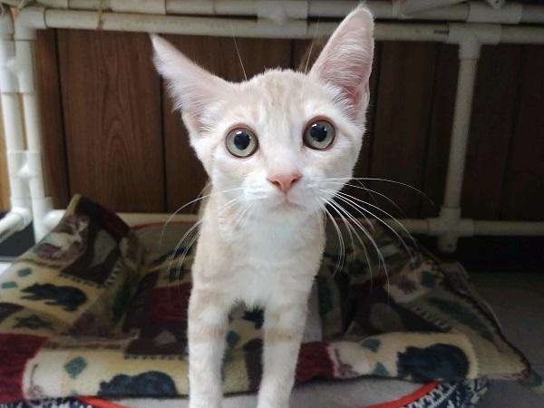 Kitten 17309 Kitten 17309