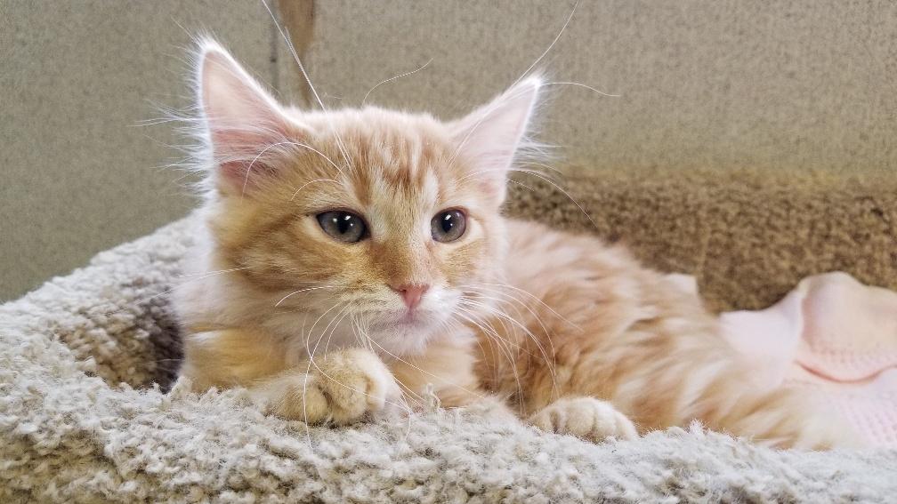 Kitten 17909 Kitten 17909