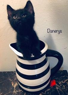 Denarys Denarys