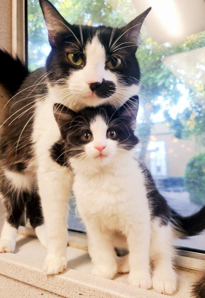 Mom Cat 24309 (Liberty) Mom Cat 24309 (Liberty)