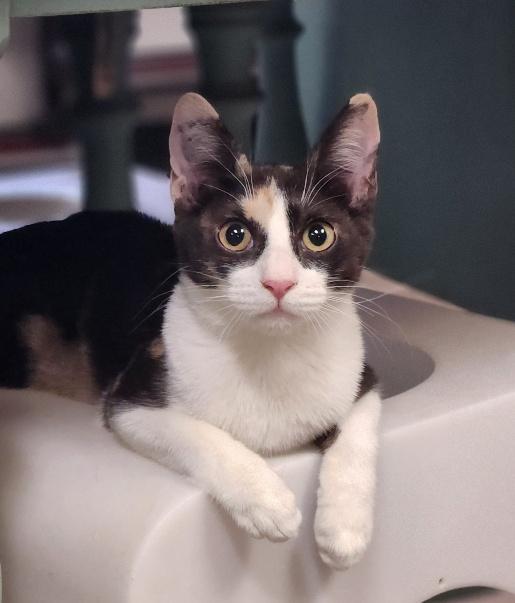 Kitten 27409 (Olivia)