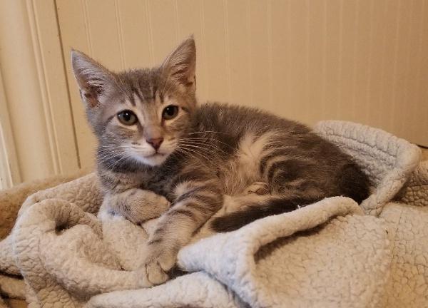 Kitten 17210 Kitten 17210