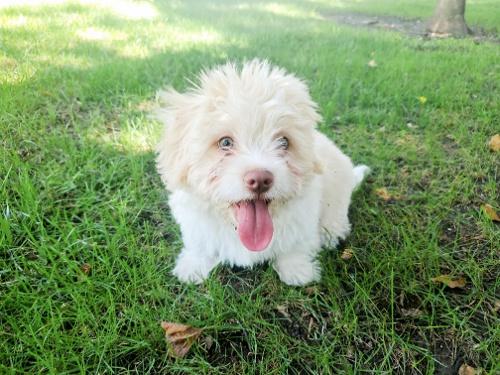 Puppy 25010 (Zippy) Puppy 25010 (Zippy)