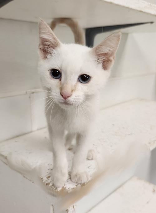 Kitten 27210 (Lester) Kitten 27210 (Lester)