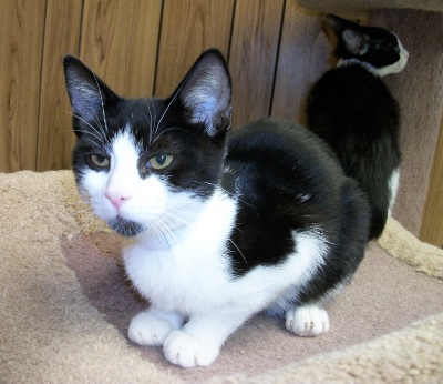 Kitten 3811