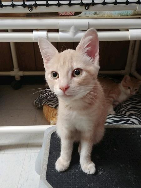 Kitten 17311 Kitten 17311