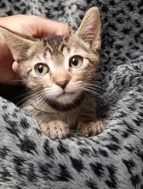 Kitten 18211 Kitten 18211