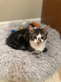 Diego Diego
