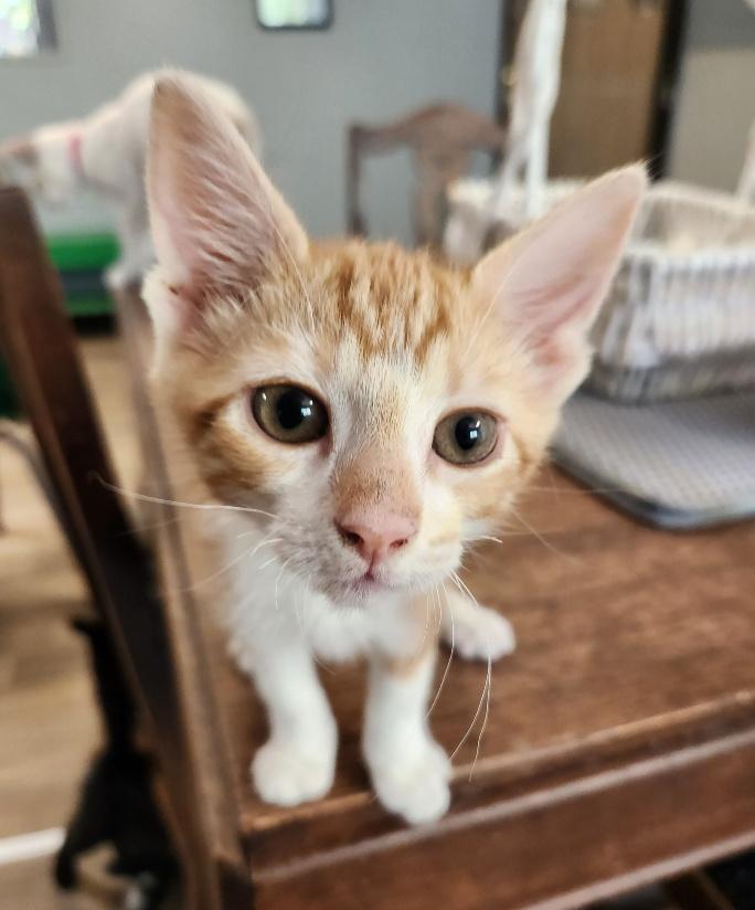Kitten 27111 (Echo) Kitten 27111 (Echo)