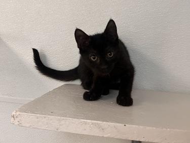 Click for full size picture - Kitten 27911 (Dot)