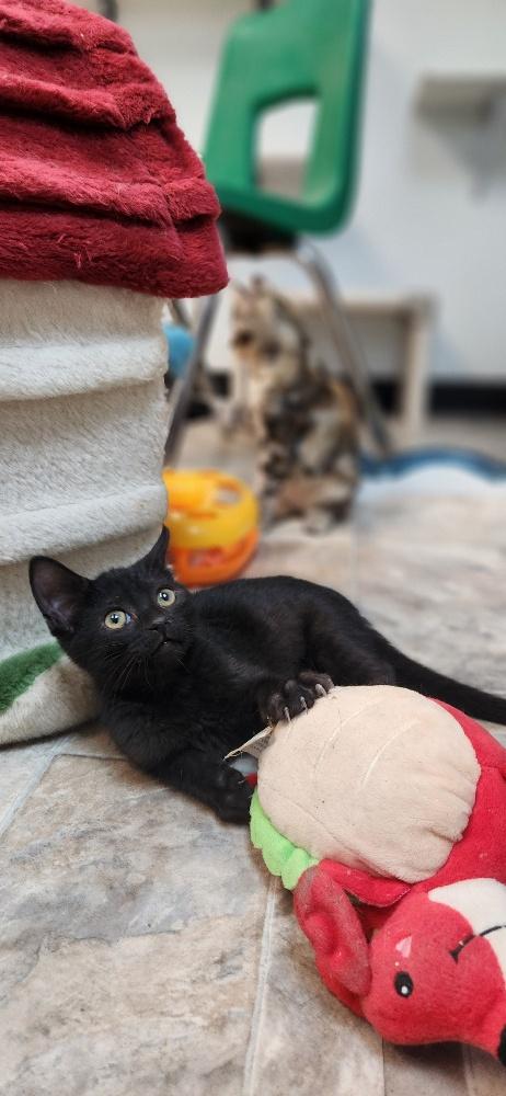 Click for full size picture - Kitten 27911 (Dot)