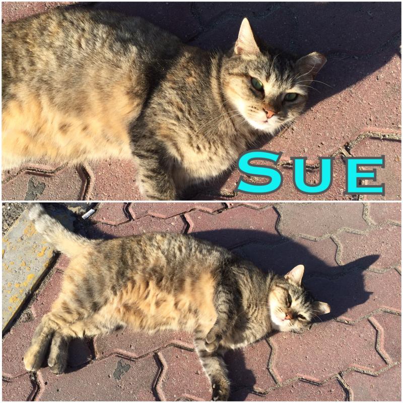 Sue