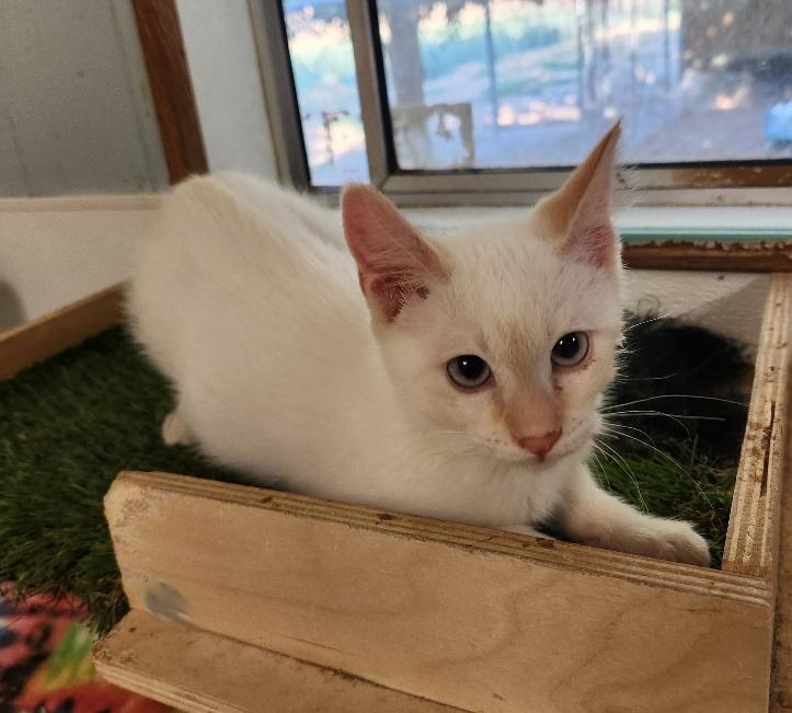 Kitten 26912 (Luke Skywalker) Kitten 26912 (Luke Skywalker)