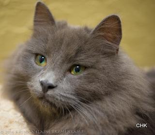 Earl grey cat cheap
