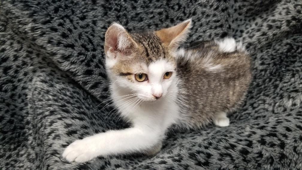 Kitten 18213 Kitten 18213