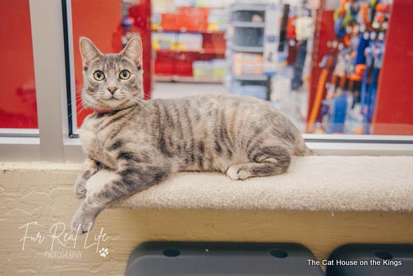 Willow Willow