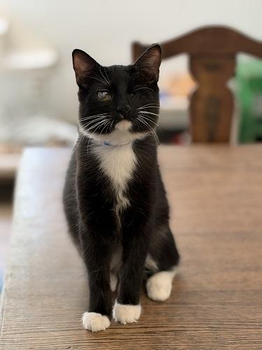 Kitten 27913 (Kingfisher)