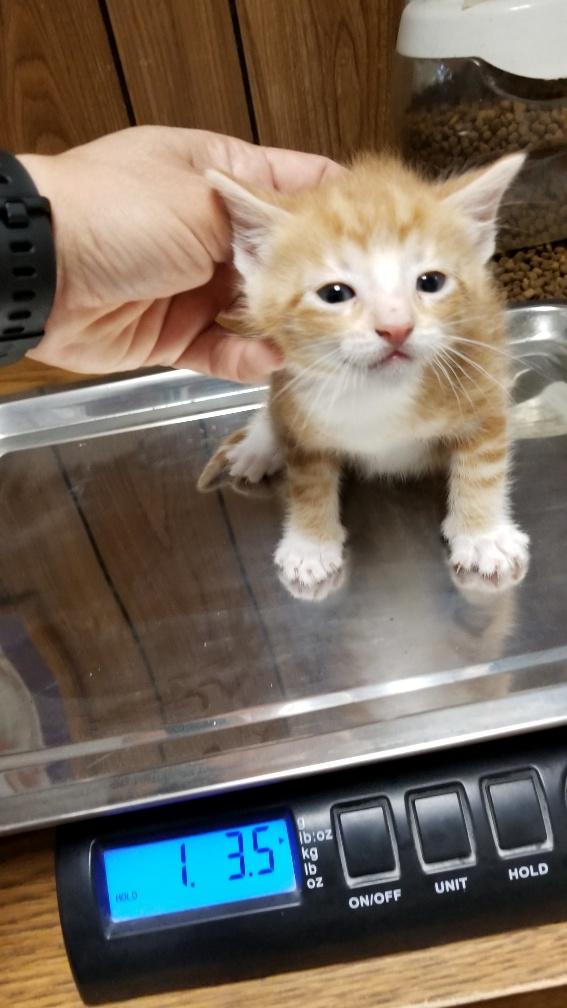 Brittle The Cat House on the Kings