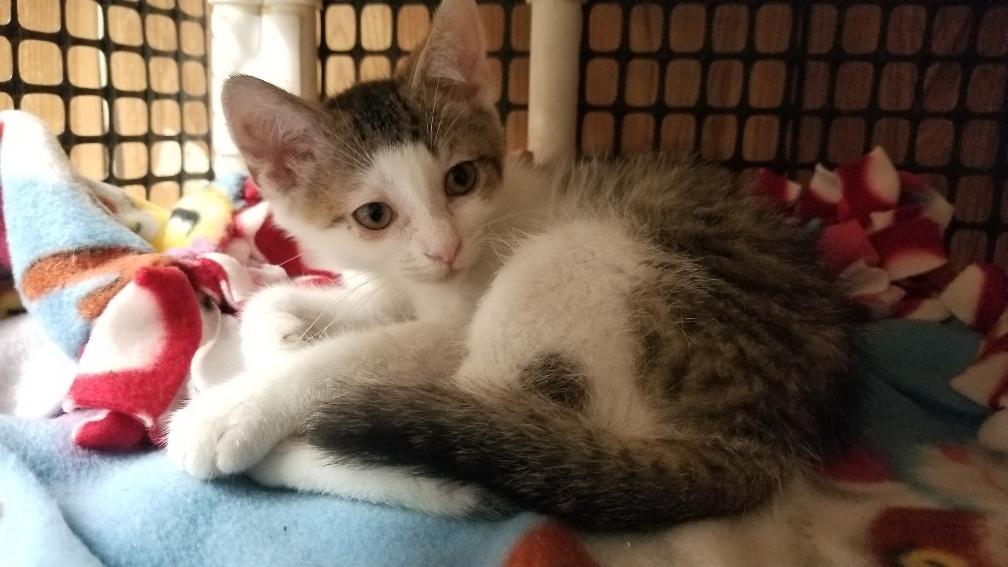 Cat 18214(Eggo) The Cat House on the Kings