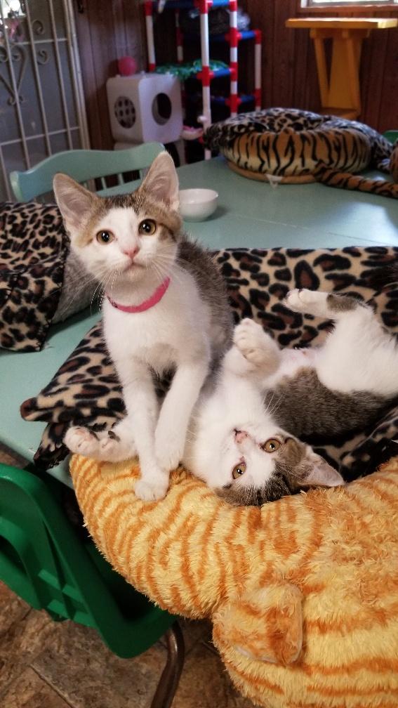 Kitten 18214 Kitten 18214