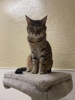 Harvey