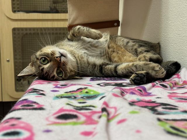 Click for full size picture - Harvey