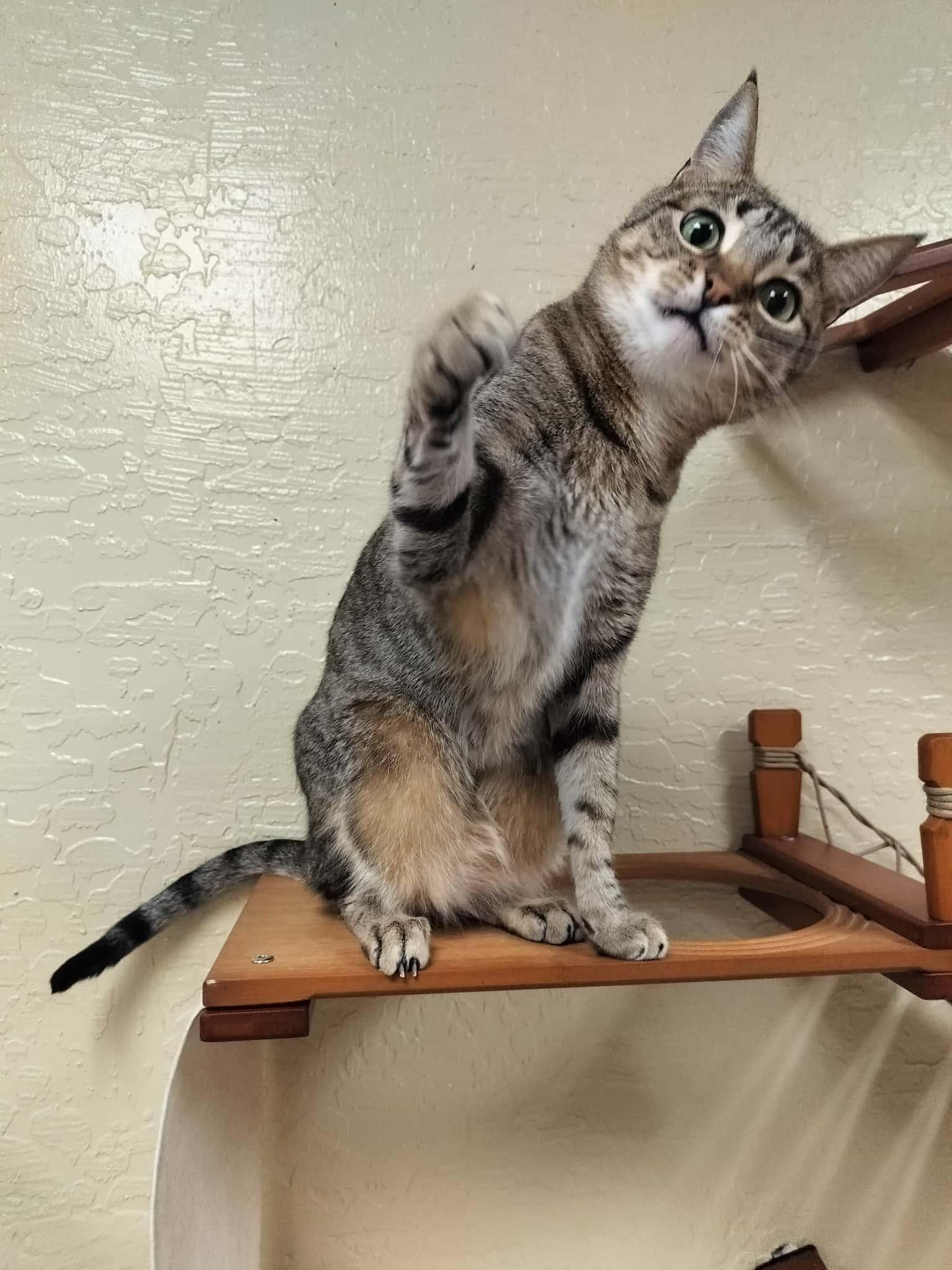 Click for full size picture - Harvey