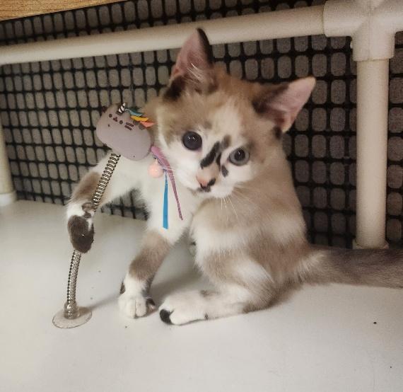 Kitten 27314 (Little Miss)