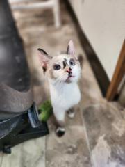 Kitten 27314 (Little Miss)