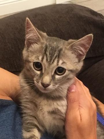 Willow Willow
