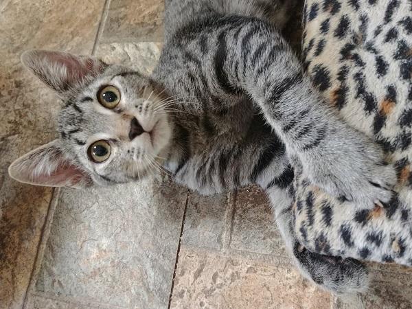 Kitten 17315 Kitten 17315