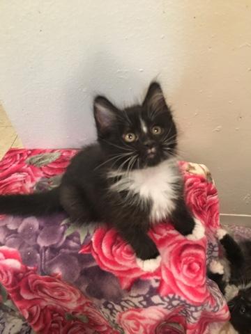 Zorro Zorro