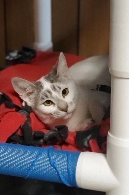 Kitten 20215 (Splash) Kitten 20215 (Splash)